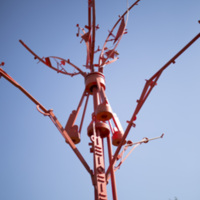 Photograph of The Wishing Tree - AO-00016-006.jpg
