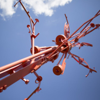 Photograph of The Wishing Tree - AO-00016-012.jpg