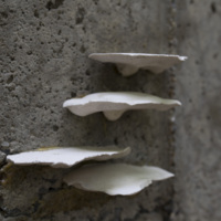 Photograph of Stairway to Enlightenment - AO-00123-003.jpg