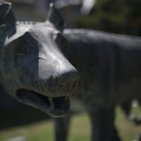 Photograph of Roman Wolf - AO-00146-002.jpg