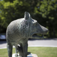Photograph of Roman Wolf - AO-00146-012.jpg