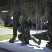Photograph of Roman Wolf - AO-00146-017.jpg