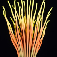 Photograph of Persephone - AO-00157-032.jpg