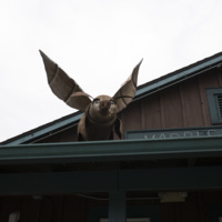 Photograph of Flying Pigs - AO-00158-012.jpg