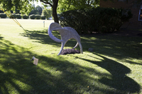 Photograph of Hatchling - AO-00128-001.jpg